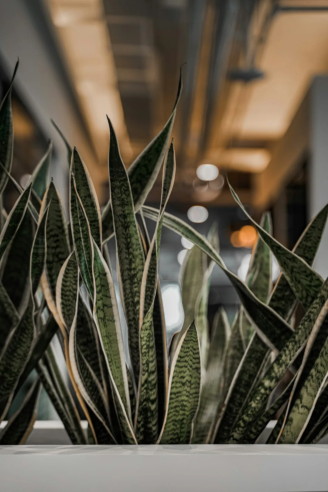オフィスの窓辺で植物の葉を点検する訪問スタッフ