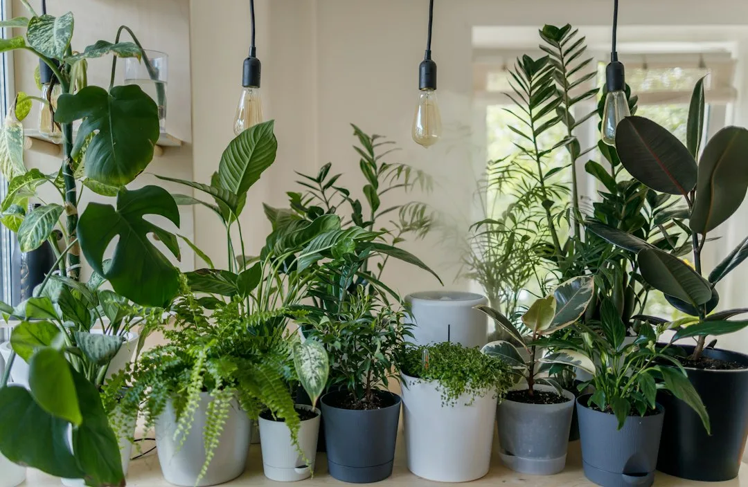 大小さまざまな観葉植物が並ぶ室内のコーナー