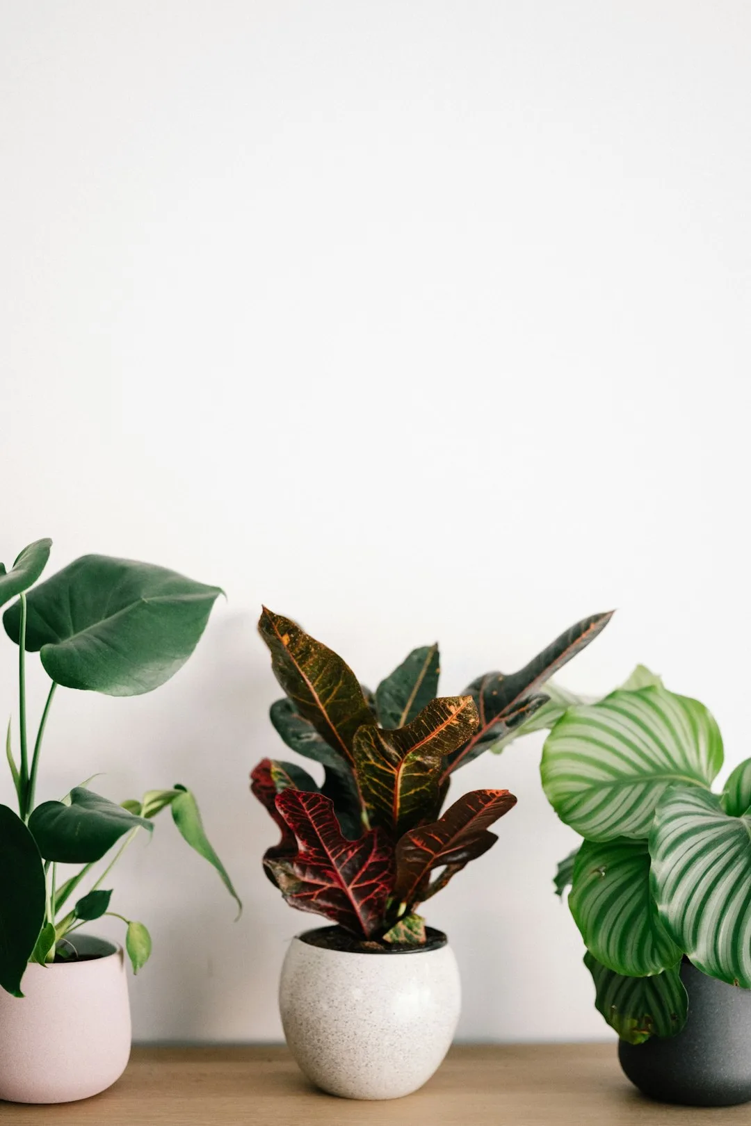 初心者向けの観葉植物スターターセット